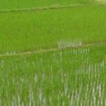 ２０１３．６．１９　たんぼ